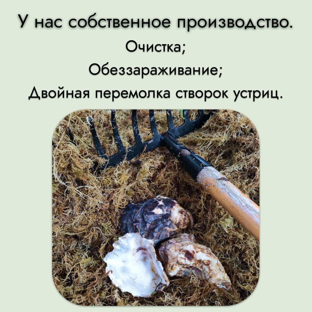 мука раковин устриц 90гр — миниатюра 2